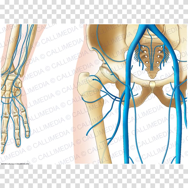 Finger Hip Pelvis Vein Anatomy, others transparent background PNG clipart