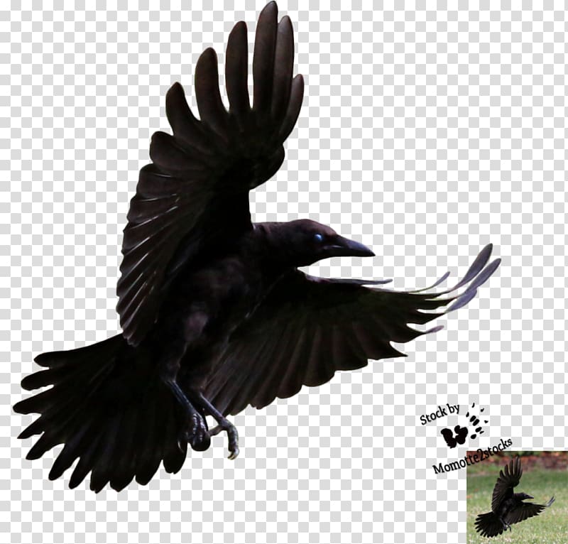 American crow Bird Hooded crow Common raven, flying ravens transparent background PNG clipart