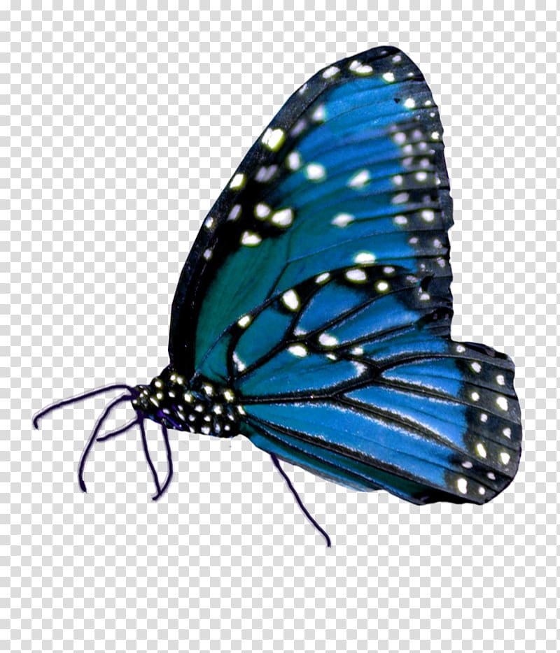 Monarch butterfly Insect Nymphalidae Lycaenidae, butterfly transparent background PNG clipart