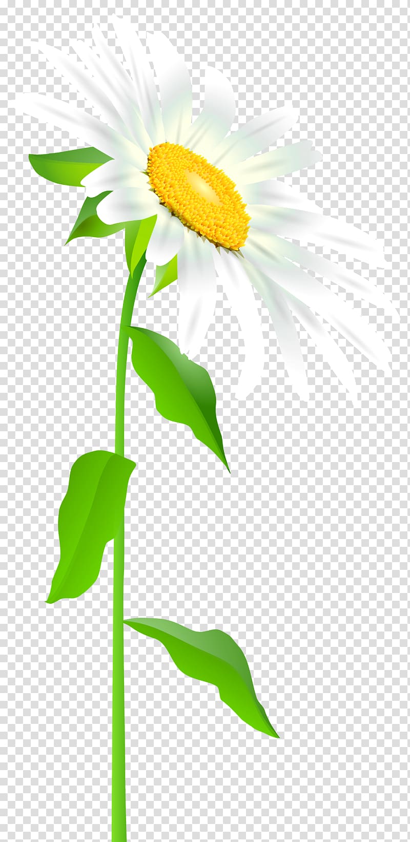white daisy illustration, Common sunflower Text Leaf Illustration, Daisy with Stem transparent background PNG clipart