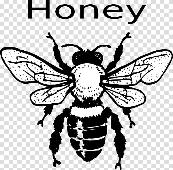 black bee illustration, European dark bee Black and white Honey bee , Honey Bee Drawing transparent background PNG clipart