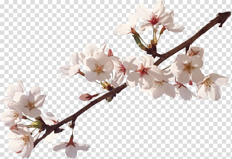 Apples Flower Cherry blossom Spring, apricot transparent background PNG clipart