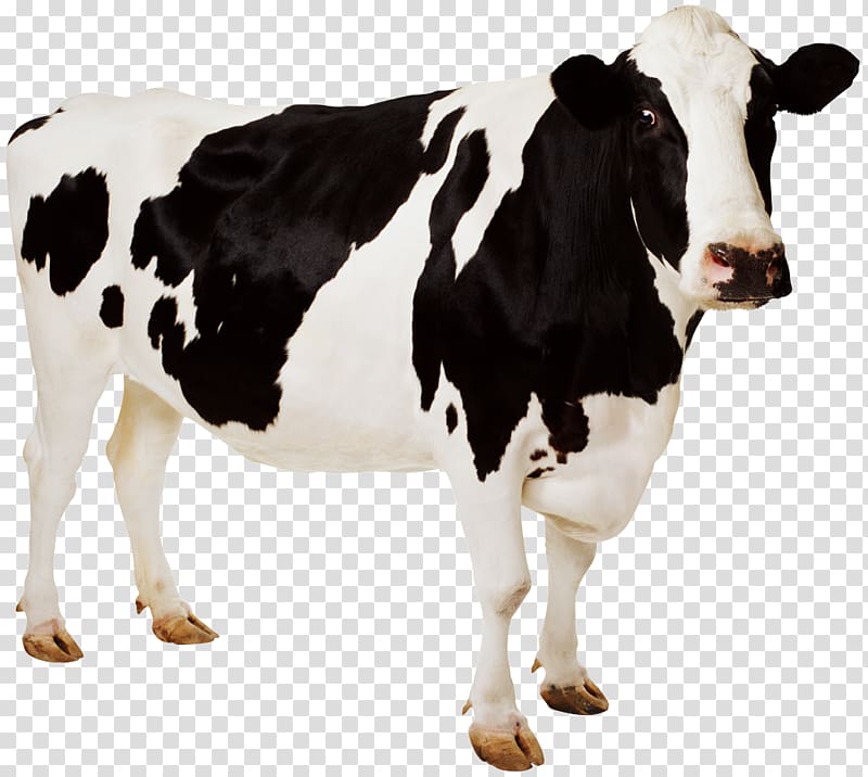 Cow transparent background PNG clipart | HiClipart