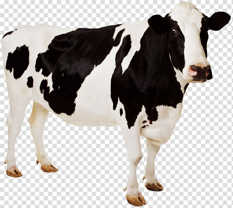 Holstein Friesian cattle Guernsey cattle , Cow For Children transparent background PNG clipart