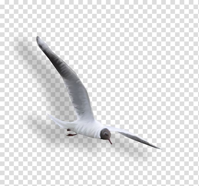 Large white-headed gulls , Gaz Chaika transparent background PNG clipart