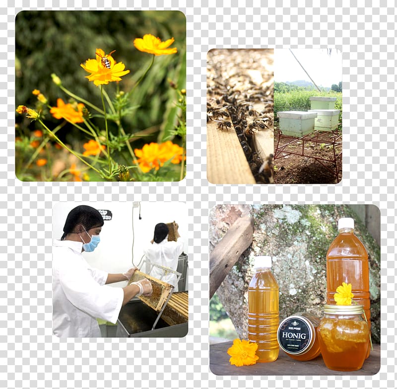 Honey Glass bottle Herb Mindanao, honey transparent background PNG clipart