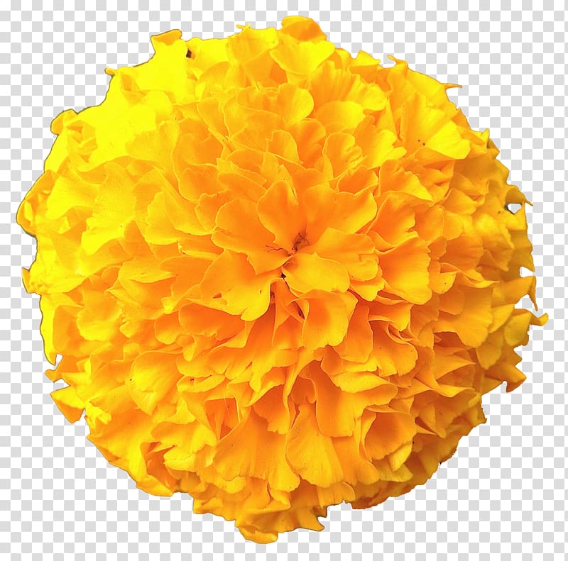 Marigold , flowera transparent background PNG clipart