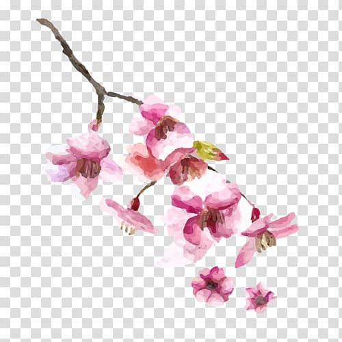 Japanese Cuisine Sushi Menu Cherry blossom, Pink cherry blossoms transparent background PNG clipart
