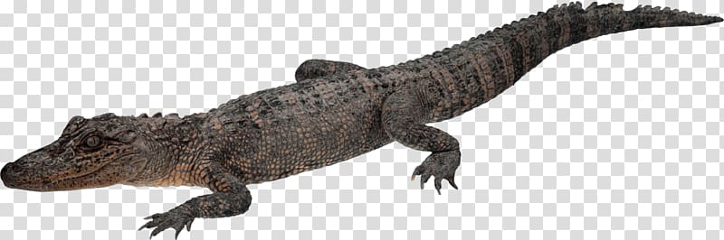 Crocodiles Alligator, A crocodile transparent background PNG clipart
