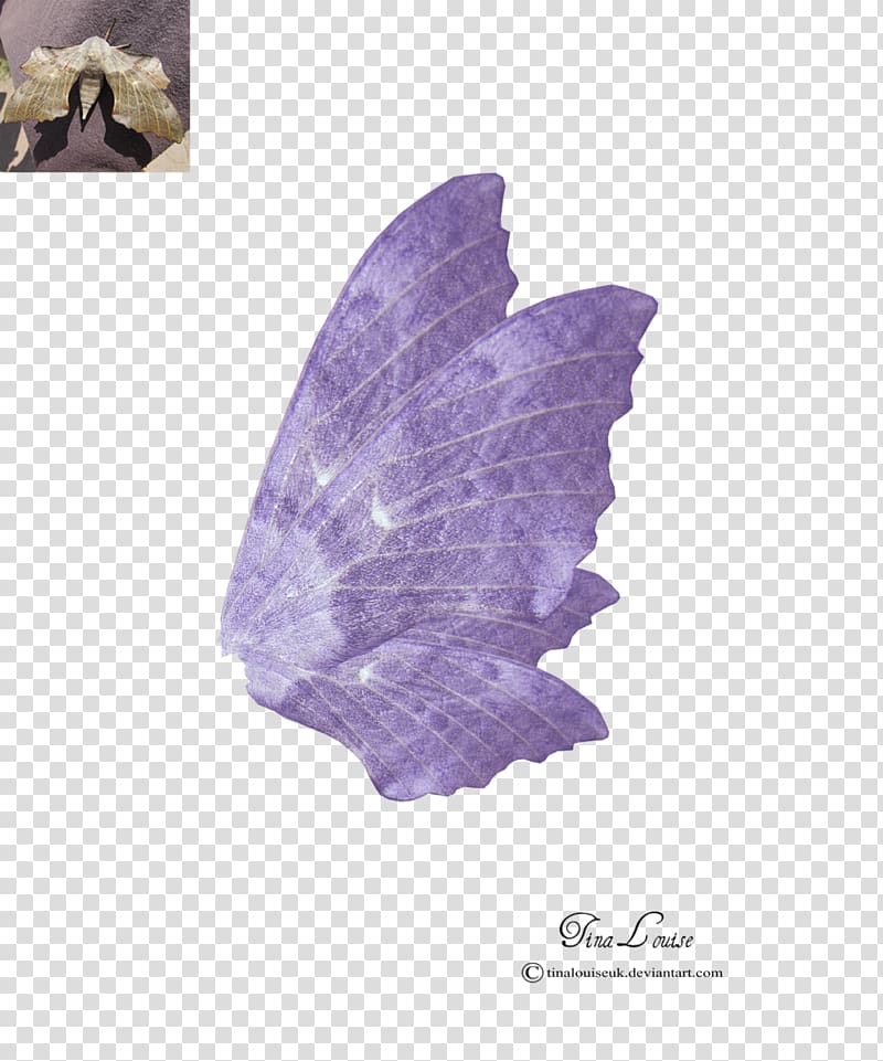 Fairy Art, fairy wing transparent background PNG clipart