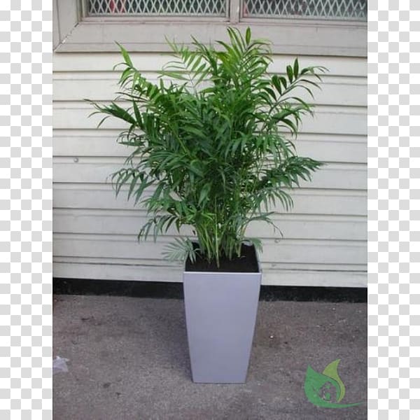 Flowerpot Chamaedorea elegans Garden Houseplant Arecaceae, Garden Centre transparent background PNG clipart