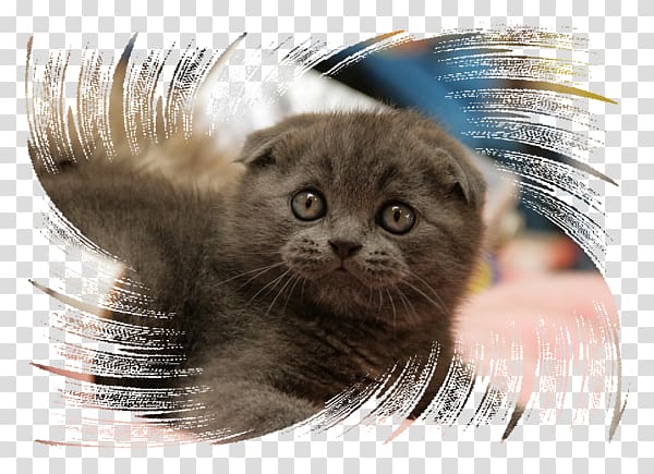 Whiskers Scottish Fold Nebelung Kitten Fur, Cat marie transparent background PNG clipart