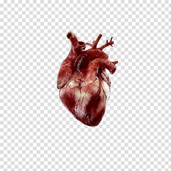 Heart Anatomy Human body Giphy, heart transparent background PNG clipart