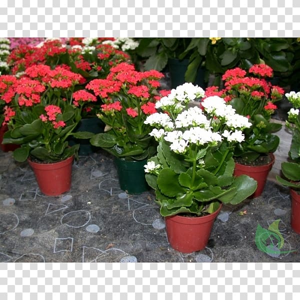 Houseplant Florist Kalanchoe Bryophyllum daigremontianum Bryophyllum pinnatum, Garden Centre transparent background PNG clipart