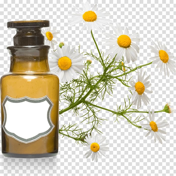 Roman chamomile Essential oil Aromatherapy Cajeput oil, oil transparent background PNG clipart