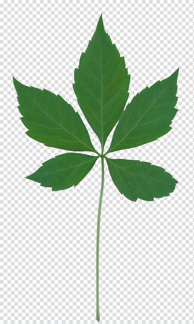 Plant community Leaf Vegetation Plant identification, tropical leaves transparent background PNG clipart