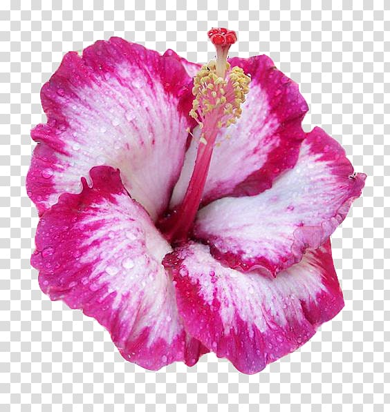 Hawaiian hibiscus Pink flowers Common Hibiscus Shoeblackplant, flower transparent background PNG clipart