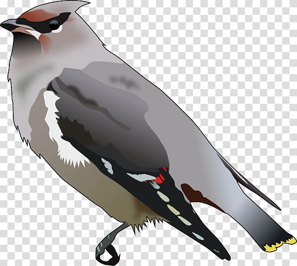 Bohemian Waxwing Bird Cedar waxwing Passerine , Bird transparent background PNG clipart