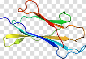 Line Point Organism , line transparent background PNG clipart thumbnail