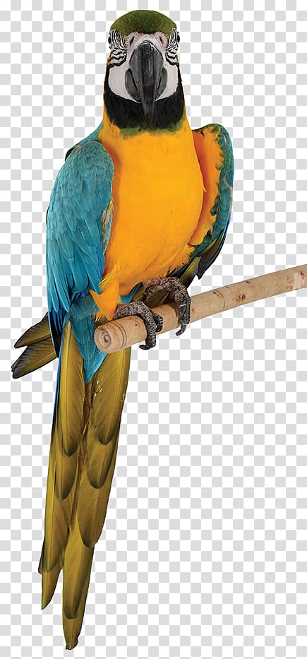 Budgerigar Blue-and-yellow macaw Parrot Bird, parrot transparent background PNG clipart