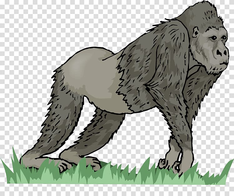 Continent Africa Europe Coloring book Flashcard, gorilla transparent background PNG clipart