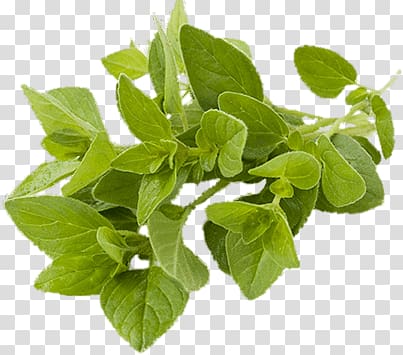 green plant, Oregano transparent background PNG clipart