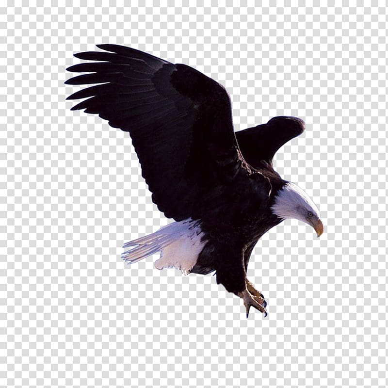 Bald Eagle Bird, Flying Eagles transparent background PNG clipart