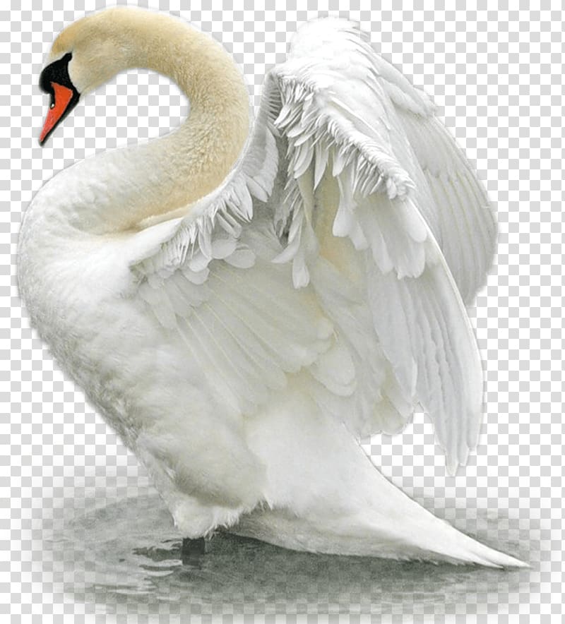 Bird Mute swan Trumpeter swan Duck The Magic Swan Geese, swans transparent background PNG clipart