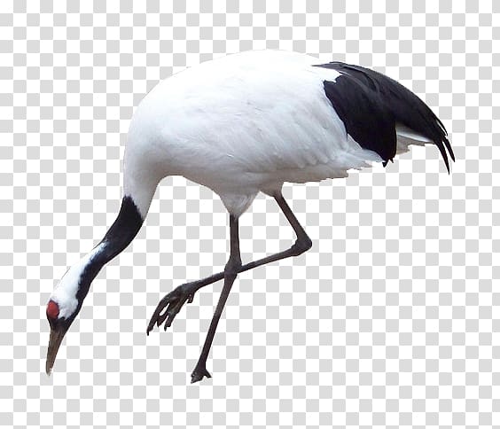 Zhalong Nature Reserve Panjin Red-crowned crane u4e39u9802u9db4u756bu6cd5, white crane transparent background PNG clipart