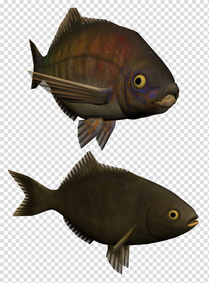 Fish Kipper Perch Portable Network Graphics, fish transparent background PNG clipart