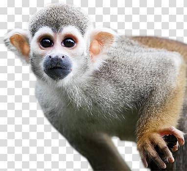 Monkey transparent background PNG clipart