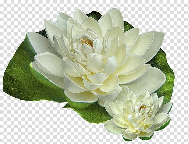 Flower Nymphaea alba Tutorial, flower transparent background PNG clipart