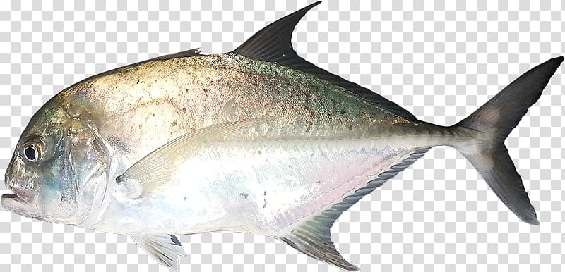 Giant trevally Milkfish Pelagic fish Animal, others transparent background PNG clipart