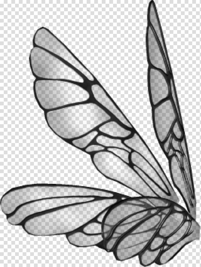 Drawing Butterfly , wings transparent background PNG clipart