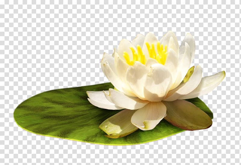 Flower Digital , callalily transparent background PNG clipart