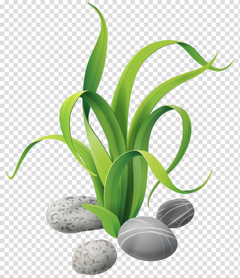 green leaf plant illustration, Seaweed Aquatic Plants , seaweed cartoon transparent background PNG clipart