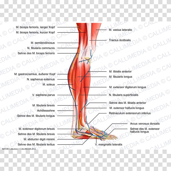 Human leg Calf Muscle Muscular system Human body, human skeletal muscle transparent background PNG clipart