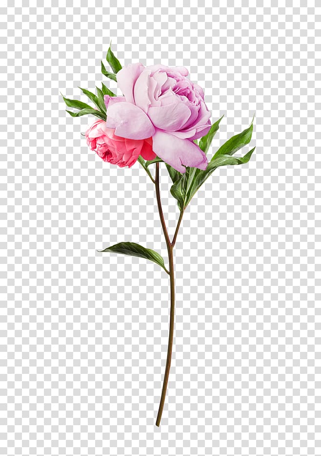 Flower Jurlique Taobao Toner, Pink Bouquet transparent background PNG clipart