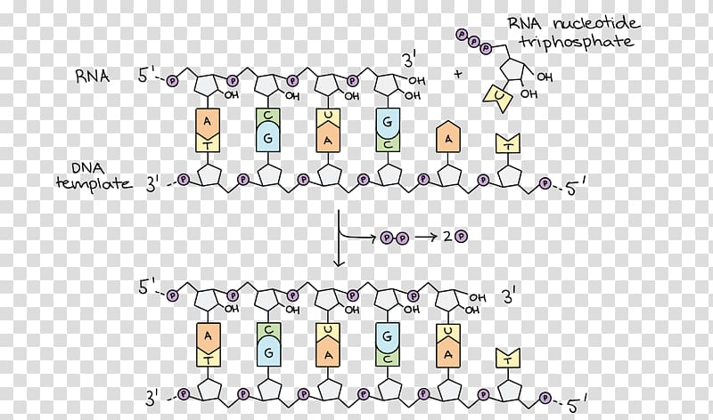 DNA replication DNA polymerase Transcription RNA, national day decoration design exquisite transparent background PNG clipart