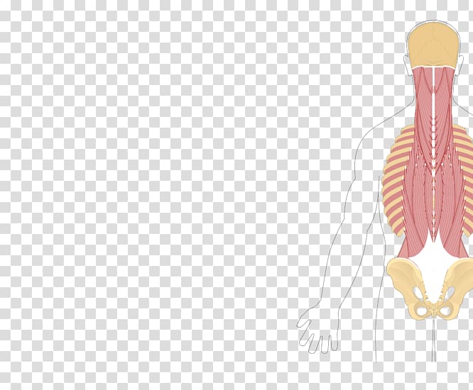 Quadratus lumborum muscle Origin and Insertion Quadratus plantae muscle Anatomy, others transparent background PNG clipart