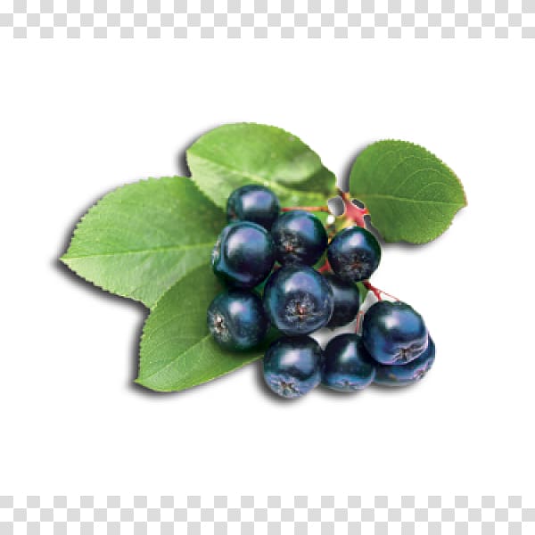 Blueberry Tea Aronia melanocarpa Lingonberry Bilberry, blueberry transparent background PNG clipart