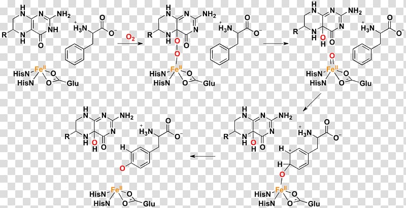 Phenylalanine hydroxylase Hydroxylation Tyrosine hydroxylase Hydroxylasen, others transparent background PNG clipart