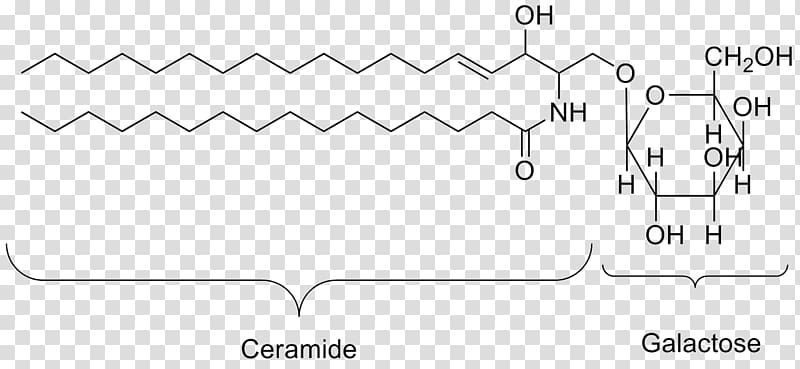 Lipid Organic compound Organic matter Organism Biology, others transparent background PNG clipart