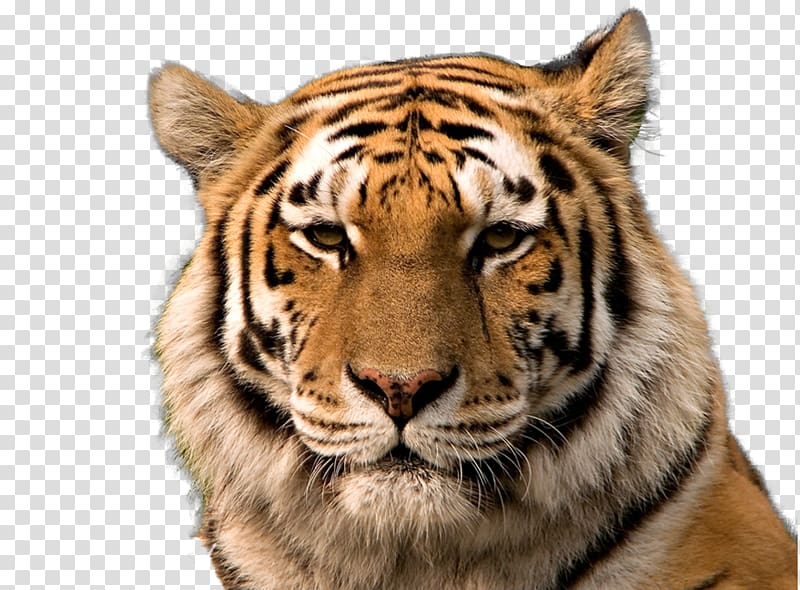 Bengal tiger Siberian Tiger Golden tiger South China tiger Cat, Tiger Background transparent background PNG clipart