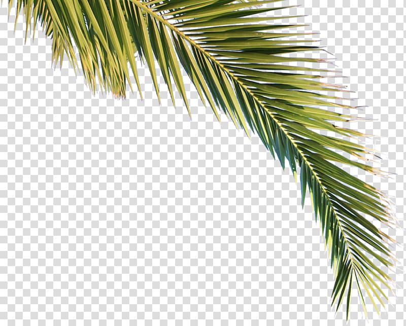 Arecaceae Asian palmyra palm Tree Pine Clima subtropical, Palm transparent background PNG clipart