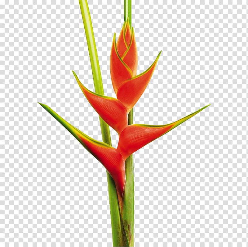 Heliconia bihai Cut flowers False bird of paradise Bird of paradise flower, flores tropicales transparent background PNG clipart