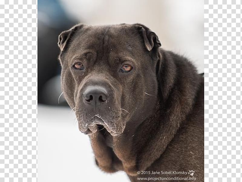 Ori-Pei Cane Corso Dog breed Sporting Group Dog collar, others transparent background PNG clipart