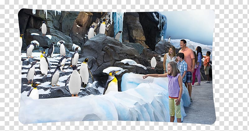 SeaWorld Orlando Busch Gardens Tampa Antarctica: Empire of the Penguin SeaWorld San Antonio Discovery Cove, Penguin transparent background PNG clipart