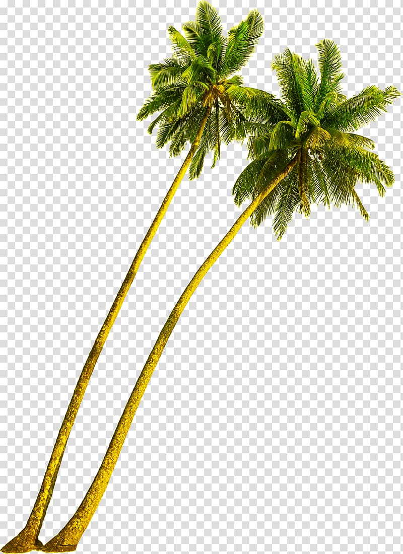 coconut tree , Arecaceae Tree Coconut Plant, coconut leaf transparent background PNG clipart