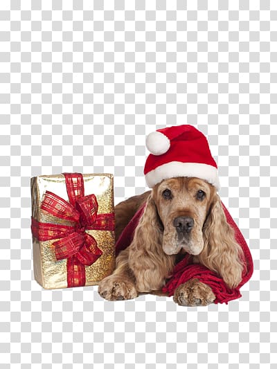 golden giving christmas presents transparent background PNG clipart